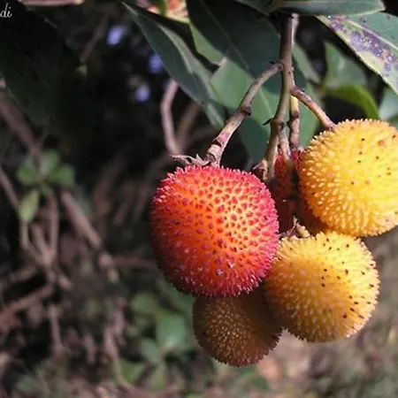 Il Melograno Saturnia
