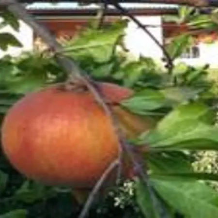 Il Melograno Ξενοδοχείο 3*